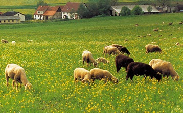 SChafe auf der grünen Weide mit gelb blühenden Blumen und im Hintergrund dörfliche Bebauung mit Bäumen