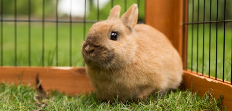 rotbraunes Kaninchen sitzt im Gras in einem Außengitter