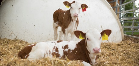 zwei Kälber vor ihrer weißen Box im EInstreu liegend und stehend