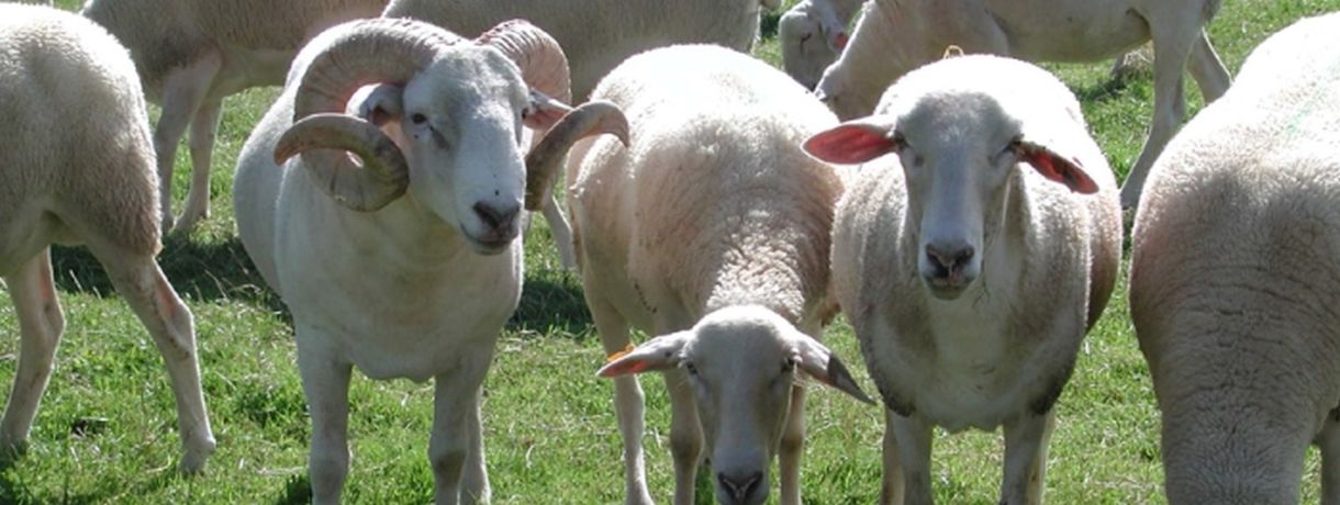 weiße Nolana-Schafe auf grüner Wiese; Foto: Landwirtschaftliches Zentrum Baden-Württemberg (LAZBW)