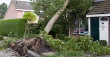 entwurzelter Baum mit grünen Blättern liegt schräg auf dem Dach eines Einfamilienhauses