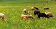 Helle und schwarze Schafe auf einer grünen Weide mit gelb blühenden Blumen