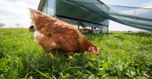 Ein braunes Huhn auf einer grünen Wiese; im Hintergrund ein mobiler Hühnerstall