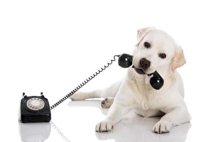 Großer Hund hat einen knochenförmigen Telefonhörer eines schwarzen Wähhlscheibentelefons im Mail