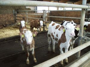 Links das kranke Kalb und rechts das gesunde Kalb Links das kranke Kalb und rechts das gesunde Kalb