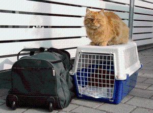 Eine Katze sitzt auf der Transportbox, bereit für die Reise Eine Katze sitzt auf der Transportbox, bereit für die Reise