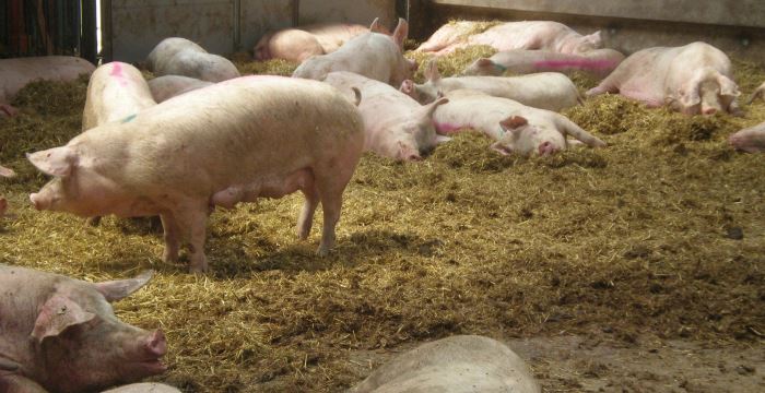 mehrere Schweine in einem Stall mit Einstreu